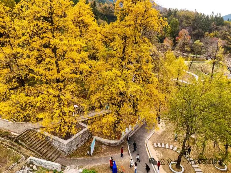 銀杏之鄉秋色美